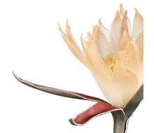 Charger l'image dans la galerie, Fleur artificielle Acilia pêche 65 cm - Côté Table