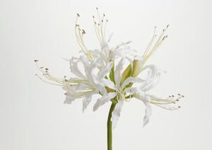 Nerine blanc H81cm - Amadeus