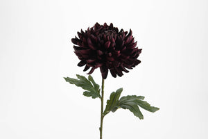 Chrysanthème H60 violet - Amadeus