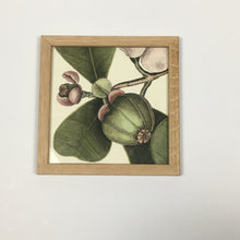 Charger l&#39;image dans la galerie, Impressions botaniques - The Dybdahl Co.