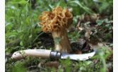 Couteau N°8 champignon - Opinel